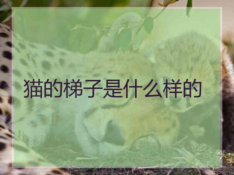 猫的梯子是什么样的