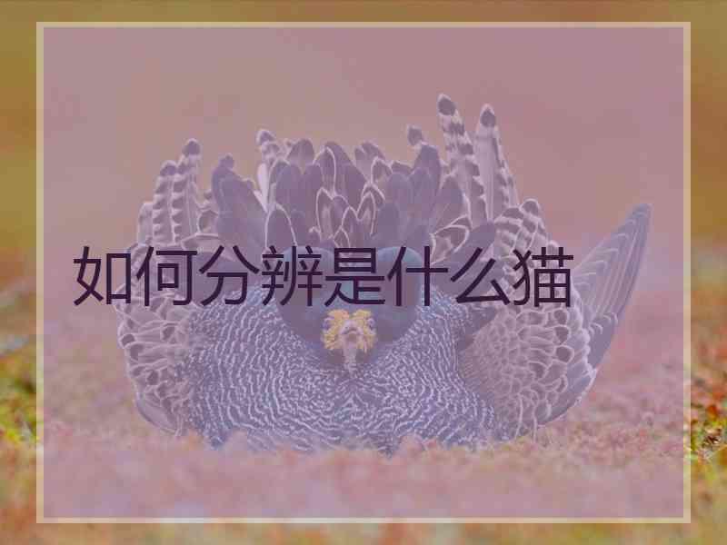 如何分辨是什么猫